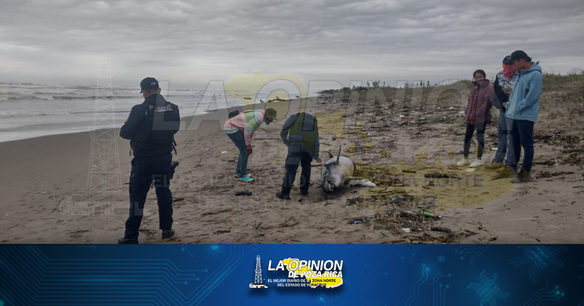 Encuentran delfín sin vida