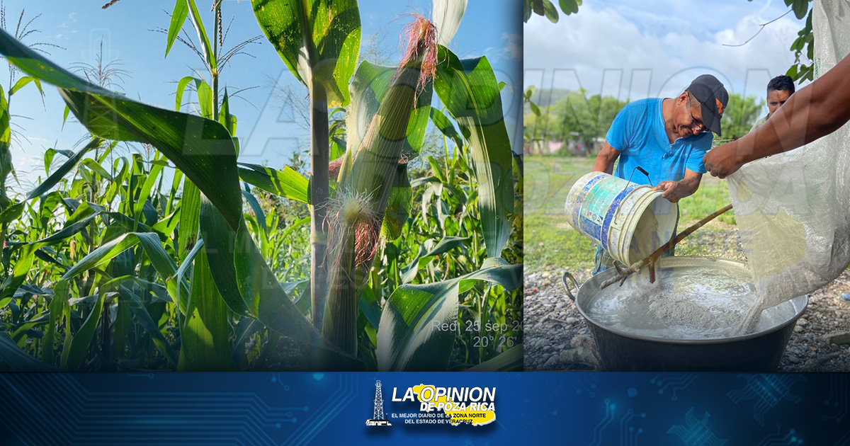 Escuelas Campesinas van a producir vainilla en Coatzintla