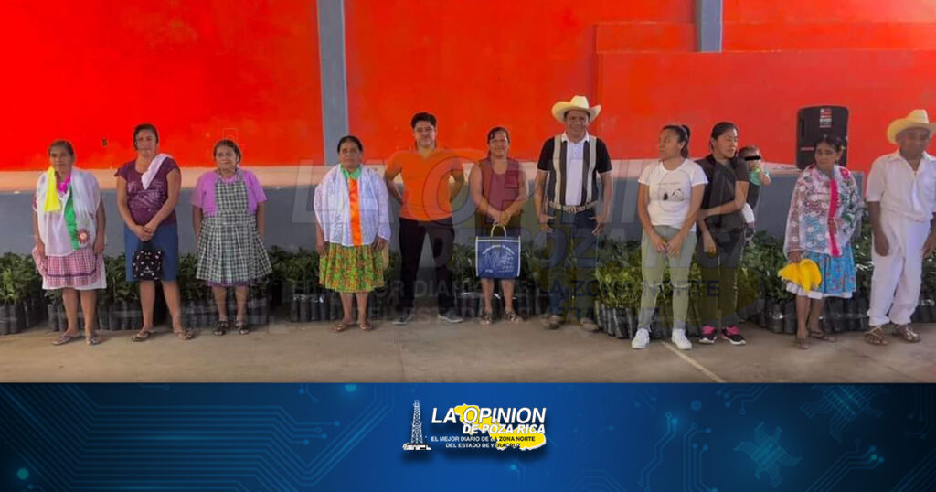 Reavivan producción de café en Mecatlán