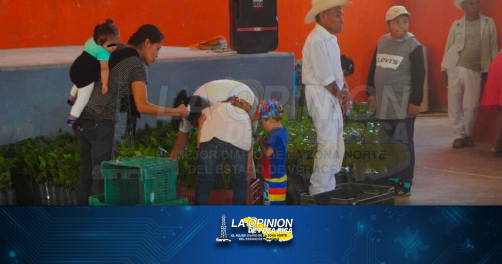 Reavivan producción de café en Mecatlán