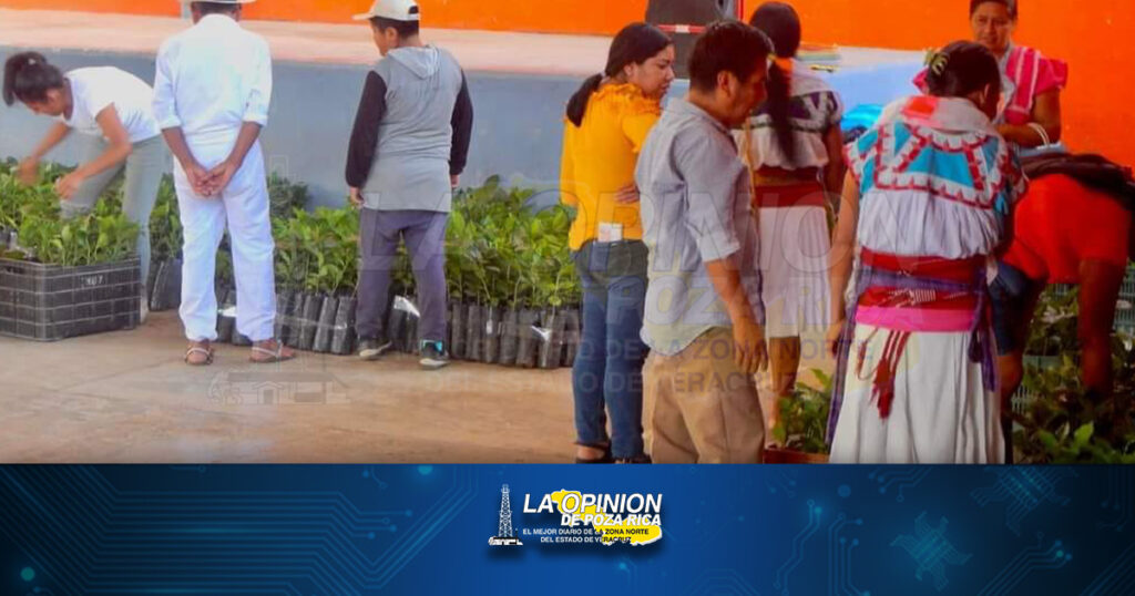 Reavivan producción de café en Mecatlán