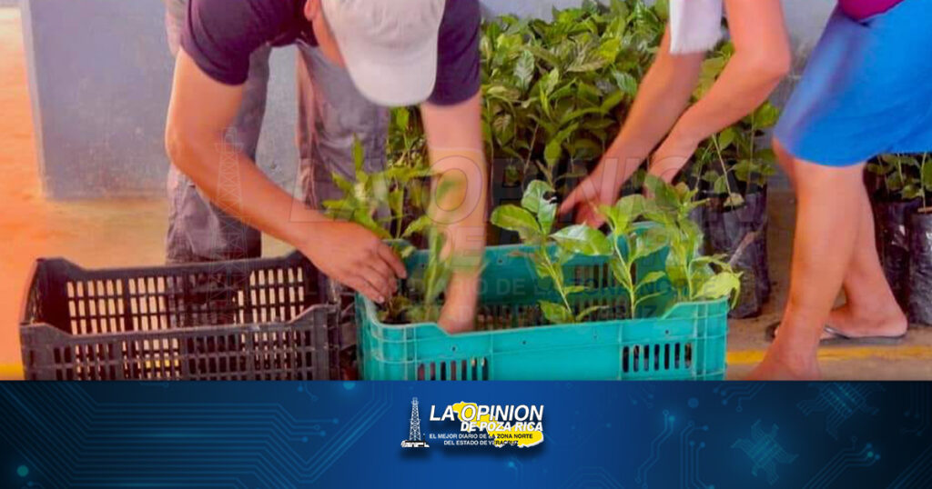 Reavivan producción de café en Mecatlán