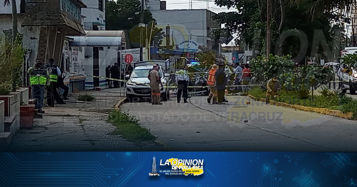 Muere aplastado por árbol Muere aplastado por árbol