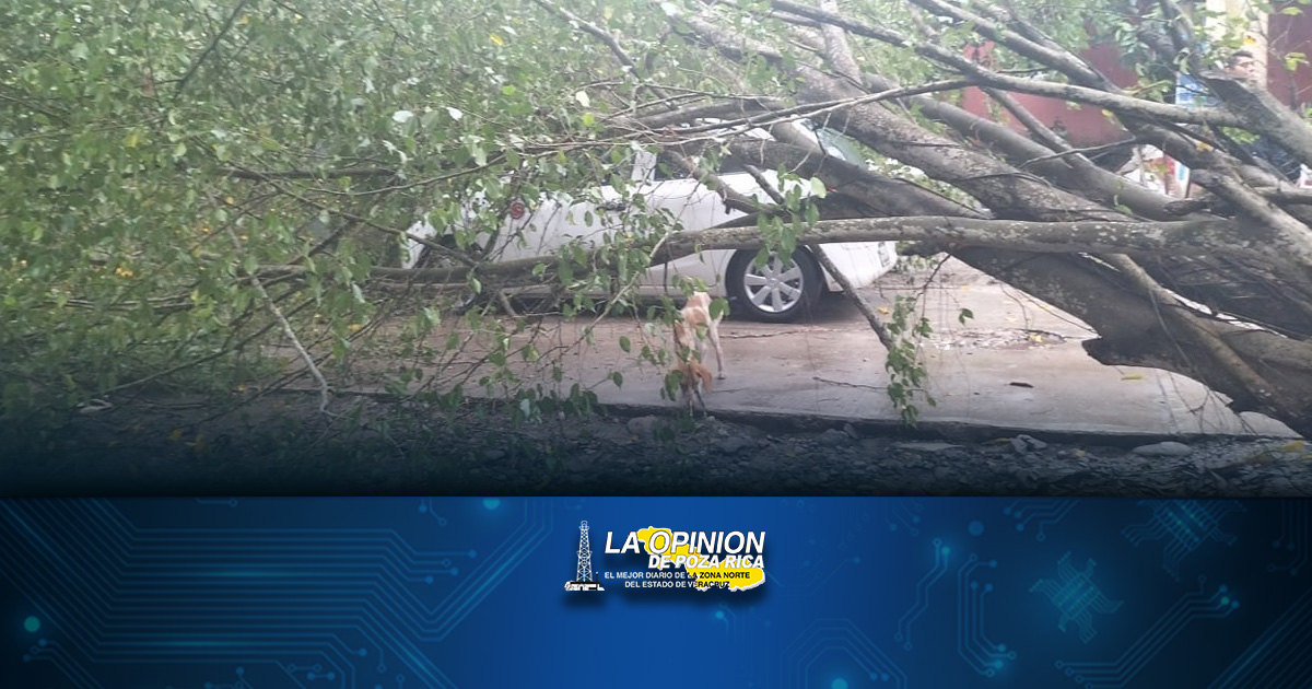 Cae árbol sobre un miniauto