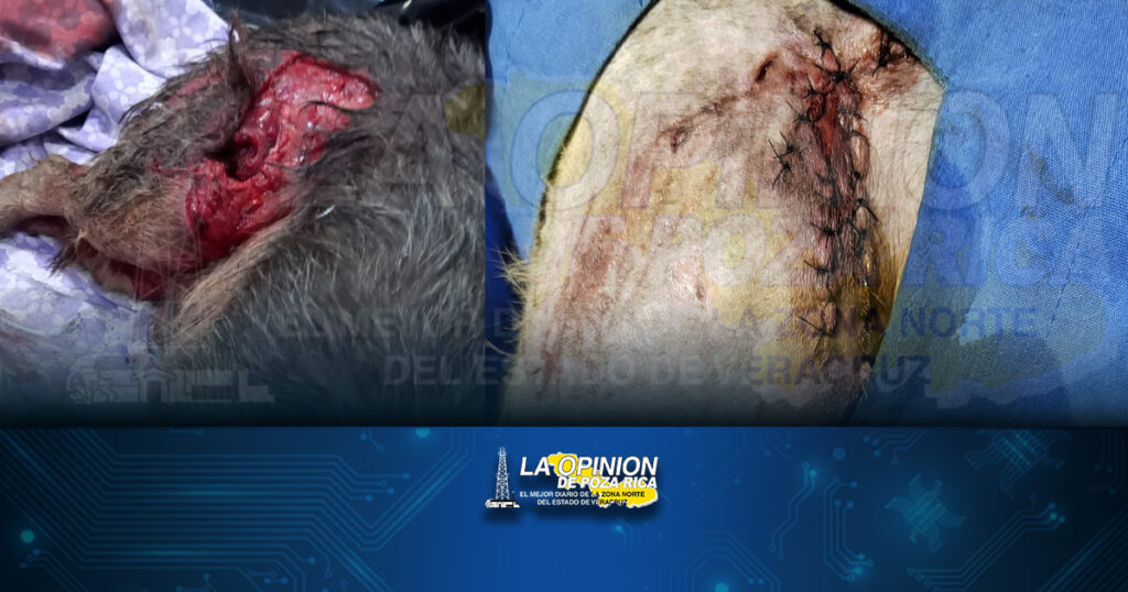 Feroz pitbull ataca a otro perro al interior de la UPN