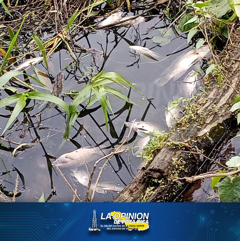 Exigen a la PMA investigar Ecocidio en el río Pantepec