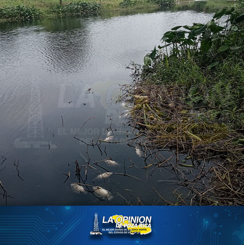 Exigen a la PMA investigar Ecocidio en el río Pantepec