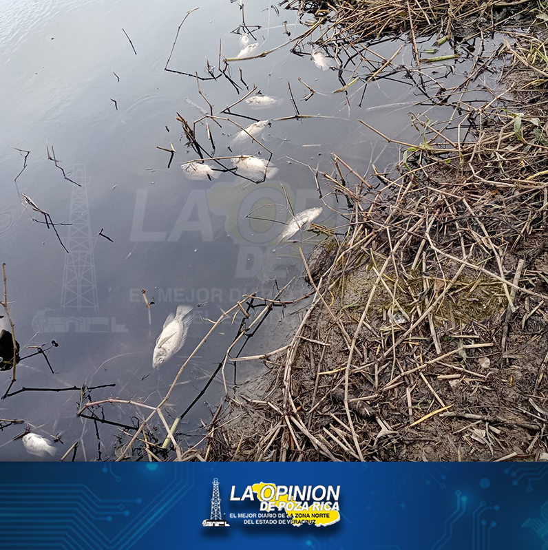 Exigen a la PMA investigar Ecocidio en el río Pantepec