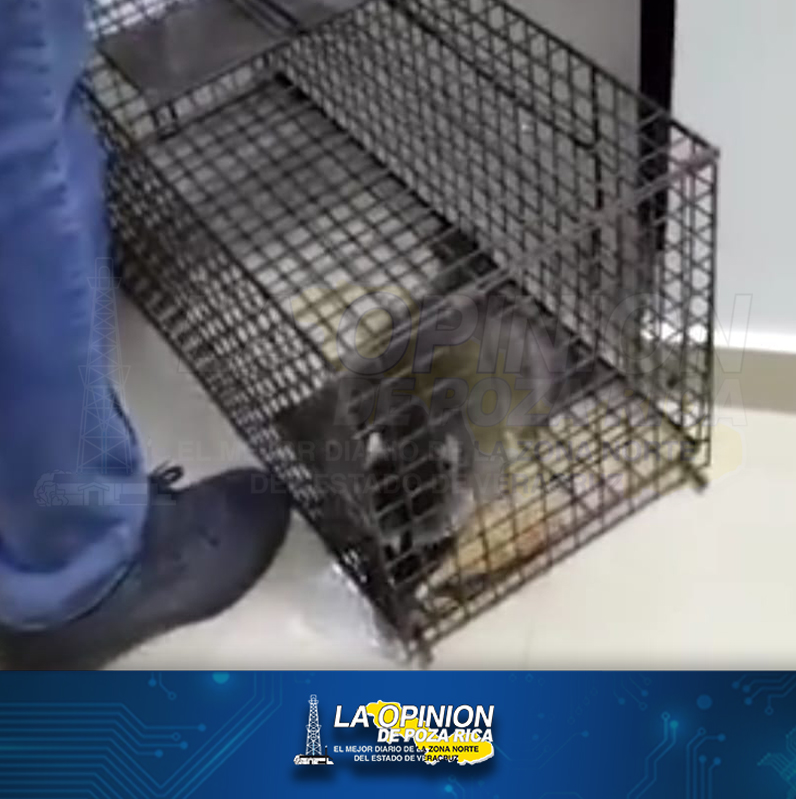 Regional de Pemex, guarida de mapaches