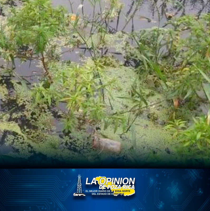 Desechos de IQC acaban con la flora y fauna