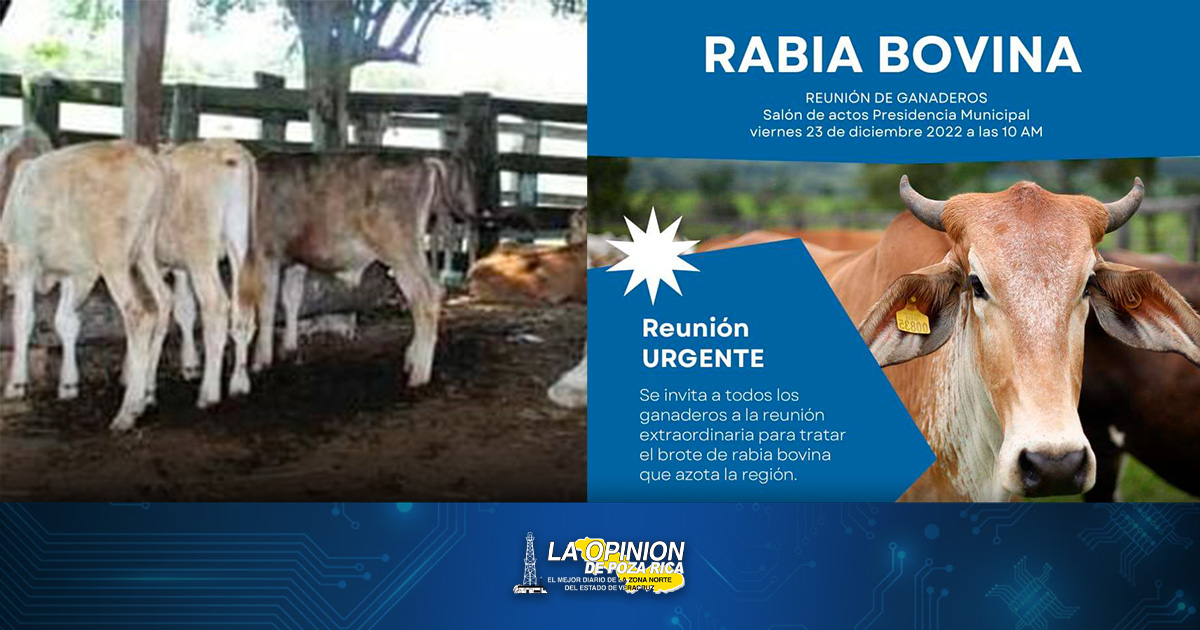 Alertan de rabia bovina en la zona Norte de Puebla y Veracruz