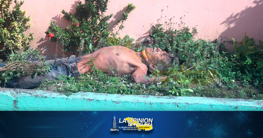 Lo hallan muerto en jardinera
