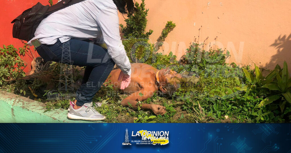 Lo hallan muerto en jardinera