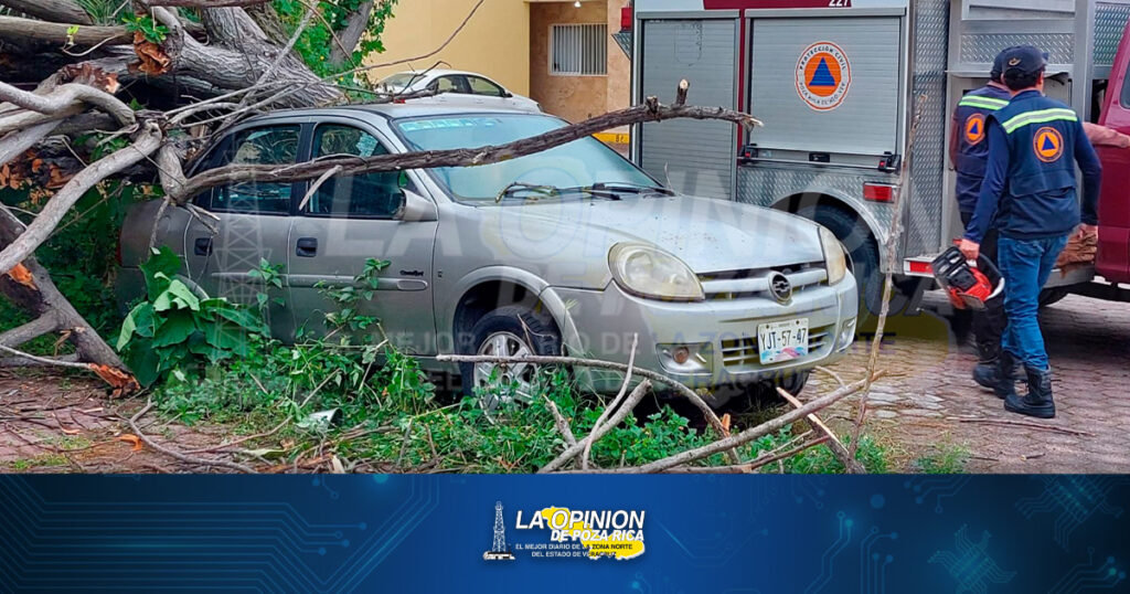 Cayó árbol sobre auto en Pozo Trece