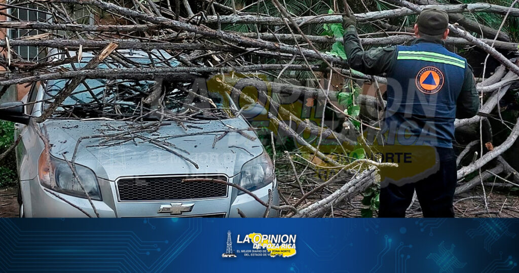 Cayó árbol sobre auto en Pozo Trece