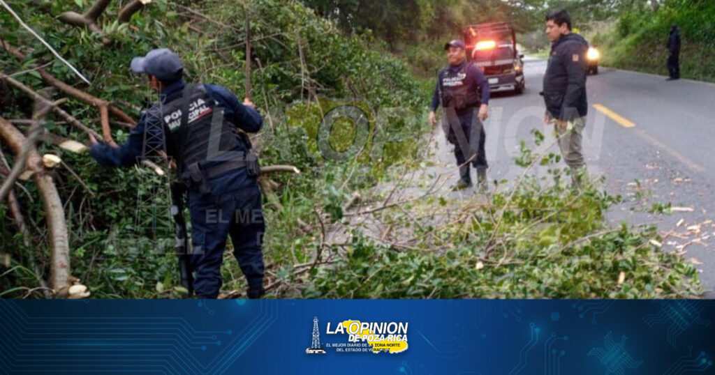 Se derrumba árbol sobre carretera