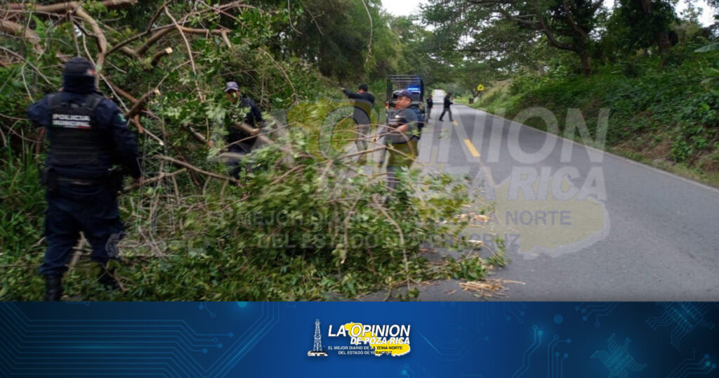 Se derrumba árbol sobre carretera