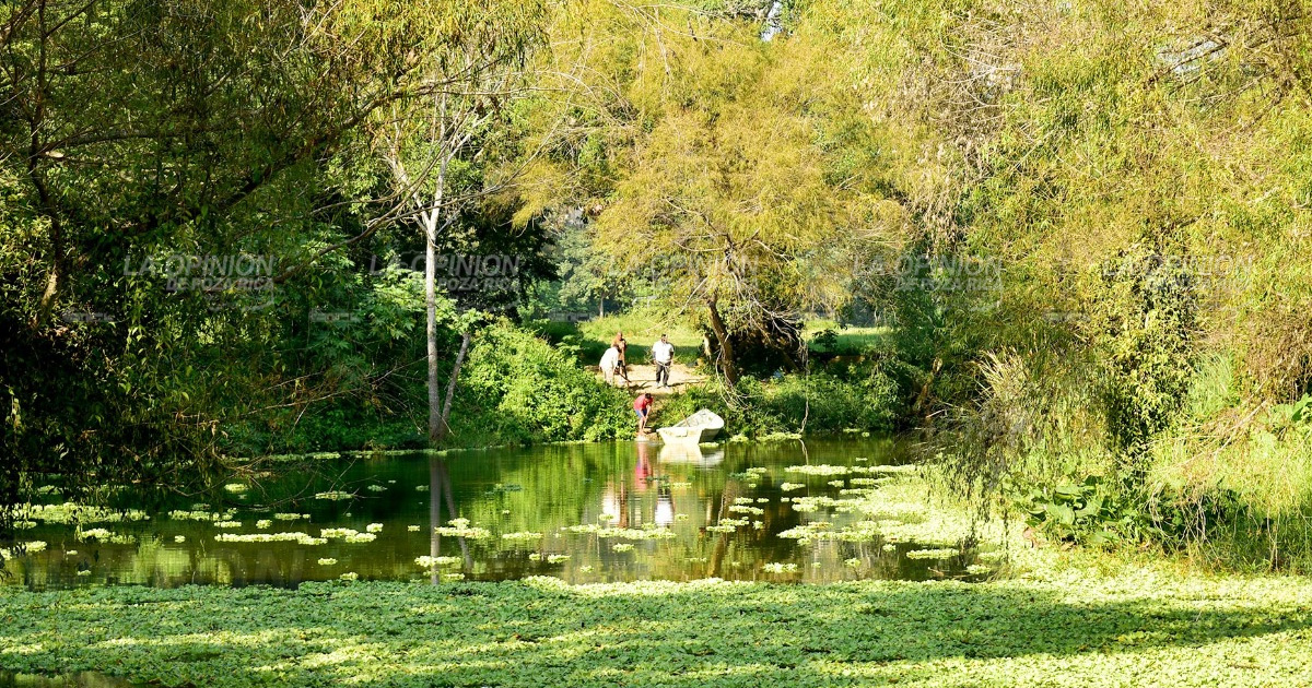 El Tancochín, saturado de lechuguilla