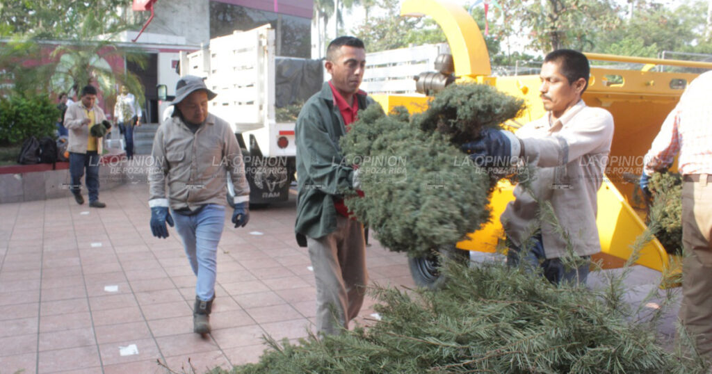 Esperan acopio de dos mil arbolitos de Navidad
