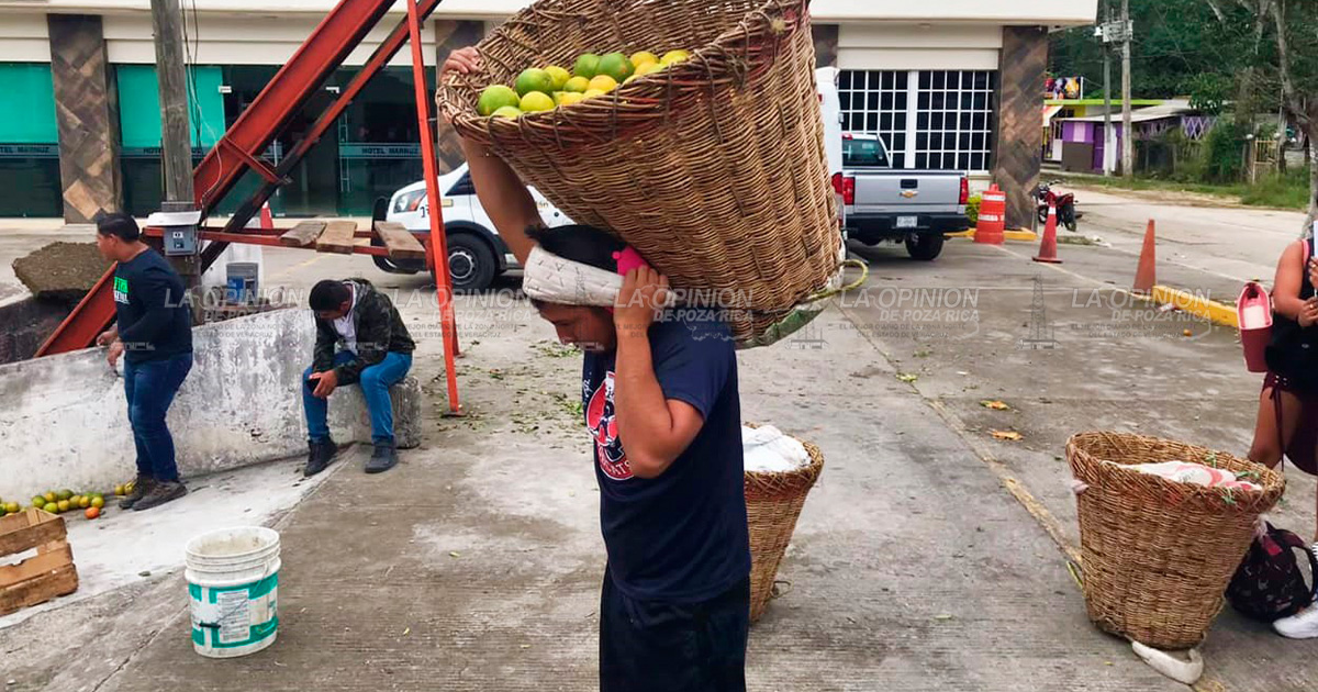 Advierten ciclo citrícola de baja producción