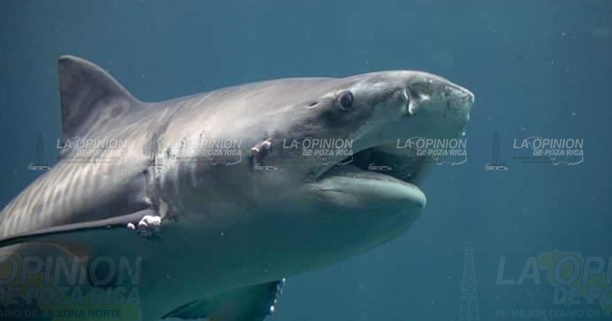 El Aquarium de Veracruz, podría romper récord con nueva atracción