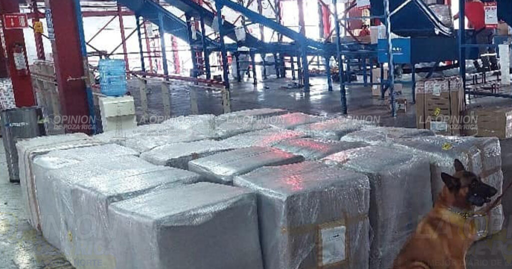 Decomisan en Veracruz casi una tonelada de marihuana.