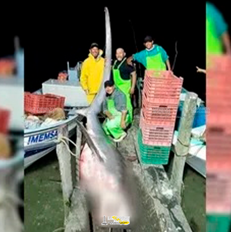 Capturan tiburón zorro<br>de 6 metros de largo