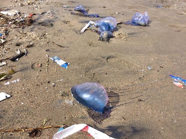 Llegan medusas a<br>la playa de La Villa