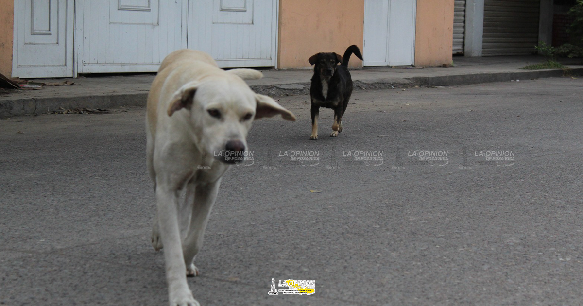 No dejar mascotas expuestas al sol piden animalistas