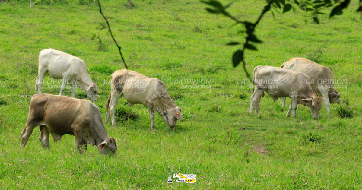 Ganado inmovilizado por falta de identificadores