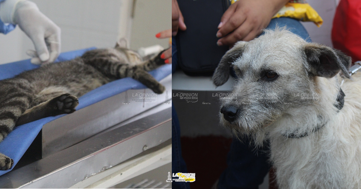 Intensa campaña de esterilización de perros y gatos.