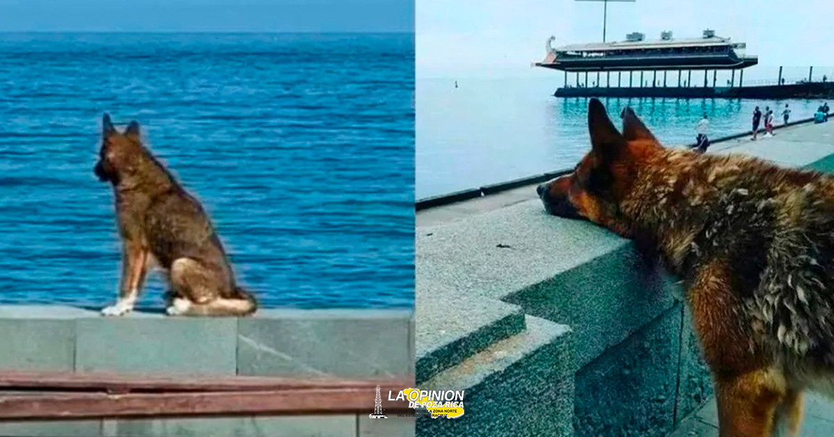 fallece Hachiko de Crimea