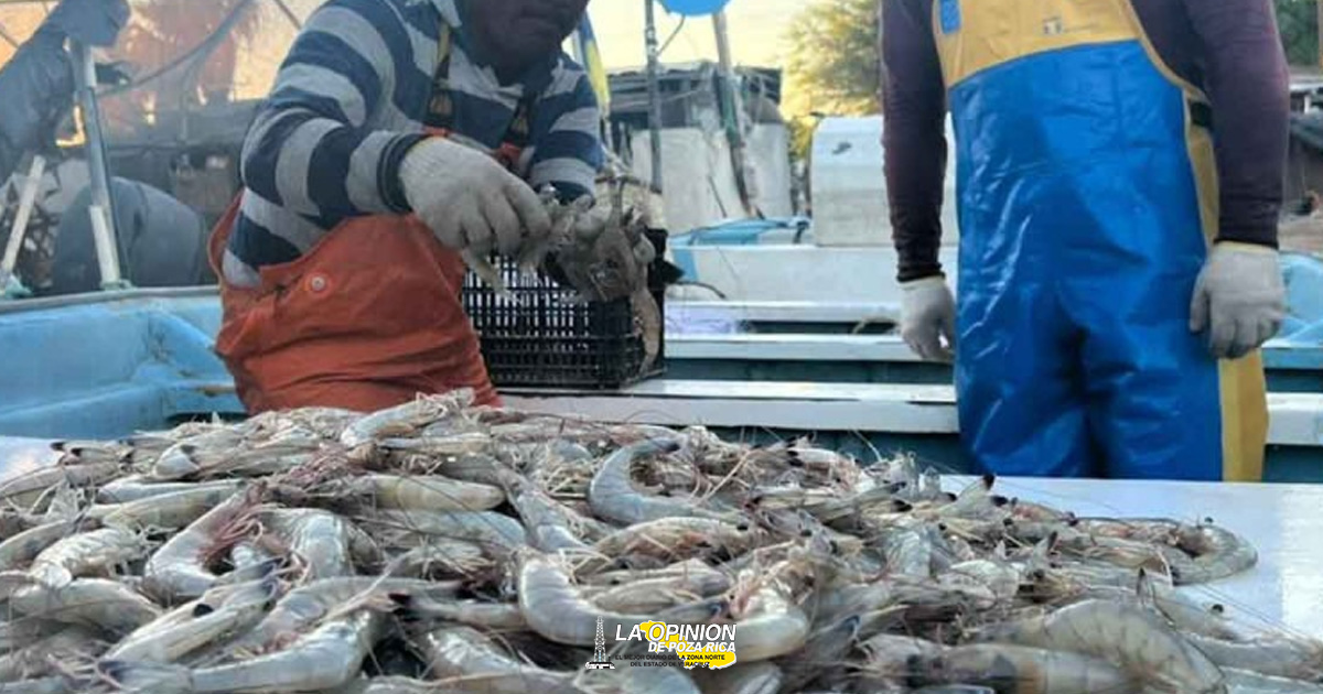 Arranca la pesca de camarón con redes prohibidas en hábitat de vaquita marina