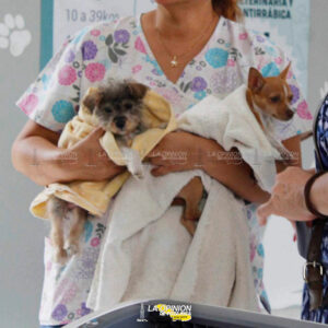 Exhortan a la población a vacunar contra la rabia a sus mascotas