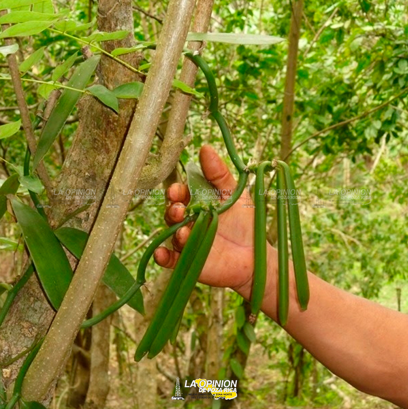 Producción de vainilla será baja este 2023