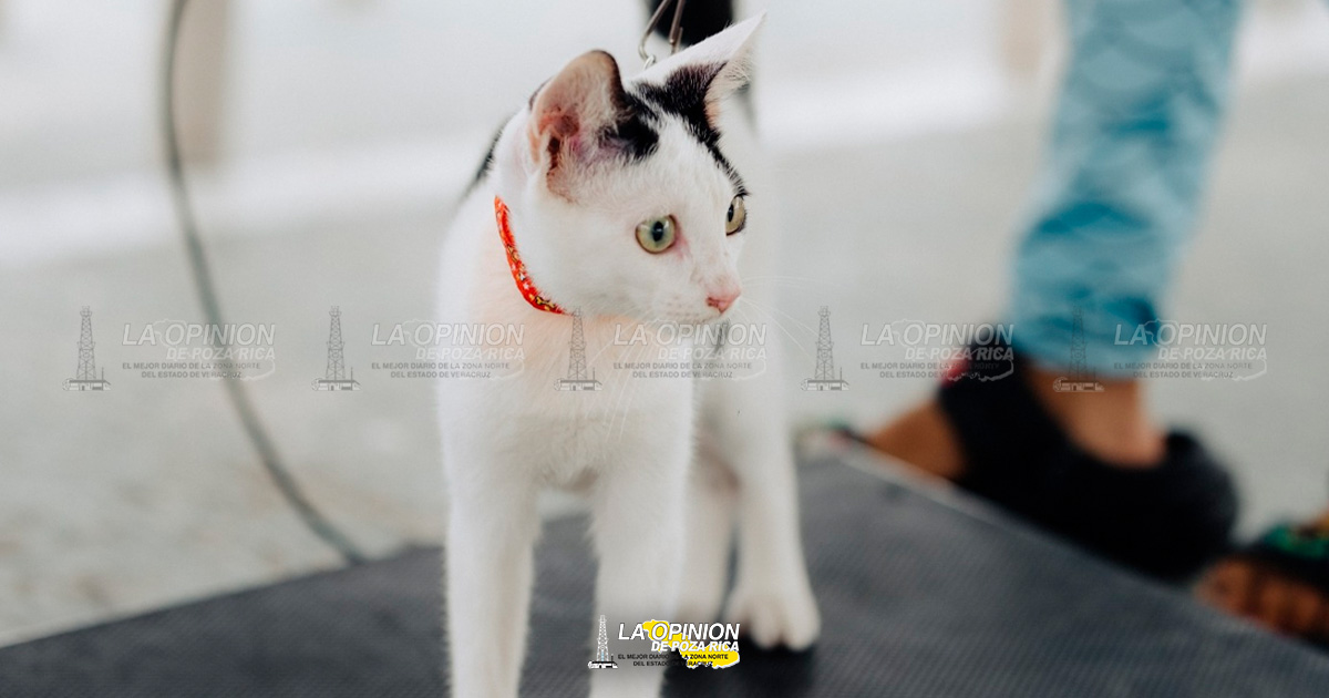 Campaña de esterilización felina