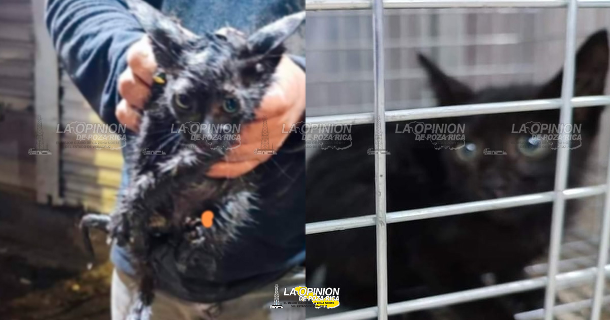 Rescata PC al gatito atrapado en el Distribuidor Vial