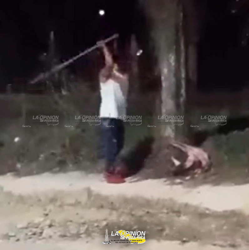 A la cárcel, tras matar a perrita