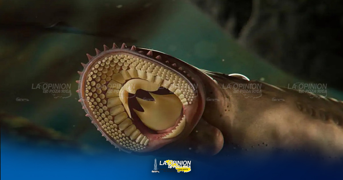 Desentierran peces carnívoros asesinos gigantes de hace 160 millones de años