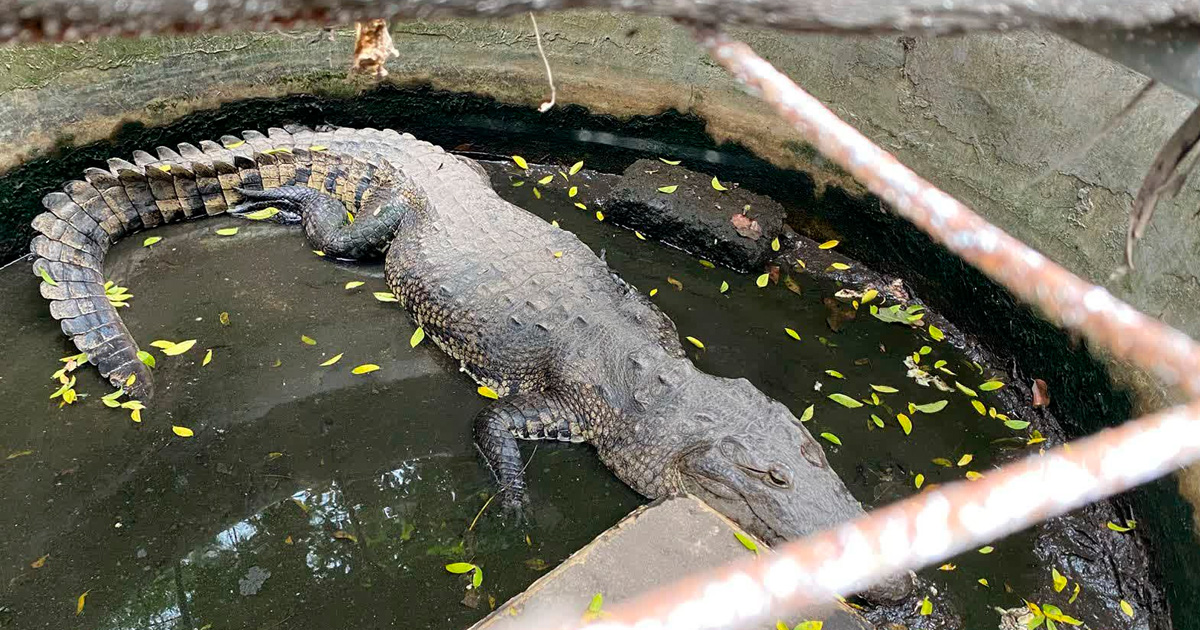 Capturan a cocodrilo en Medellín de Bravo, se presume era utilizado como mascota