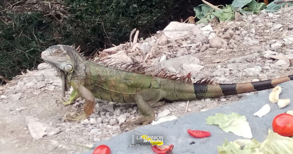 Poza Rica ya tiene su Iguanario y se ubica en la colonia 27 de Septiembre