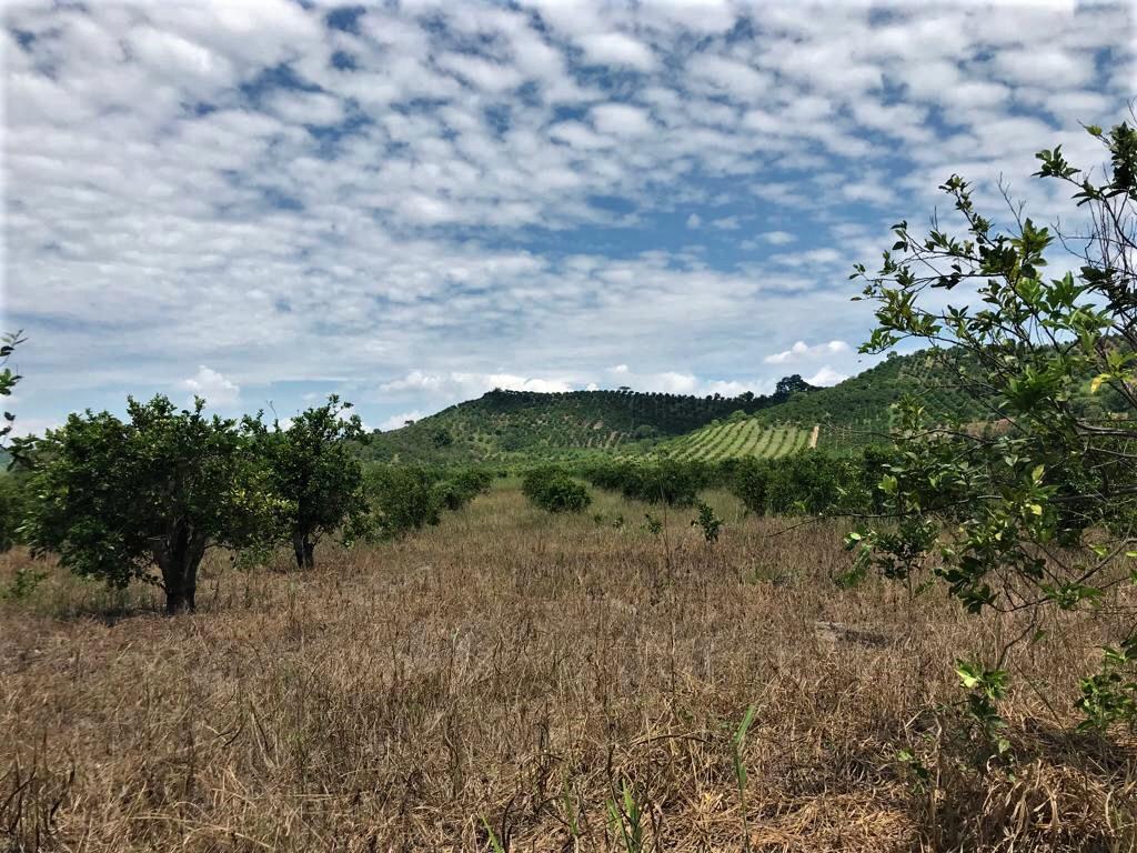 Agricultura pierde terreno, advierten
