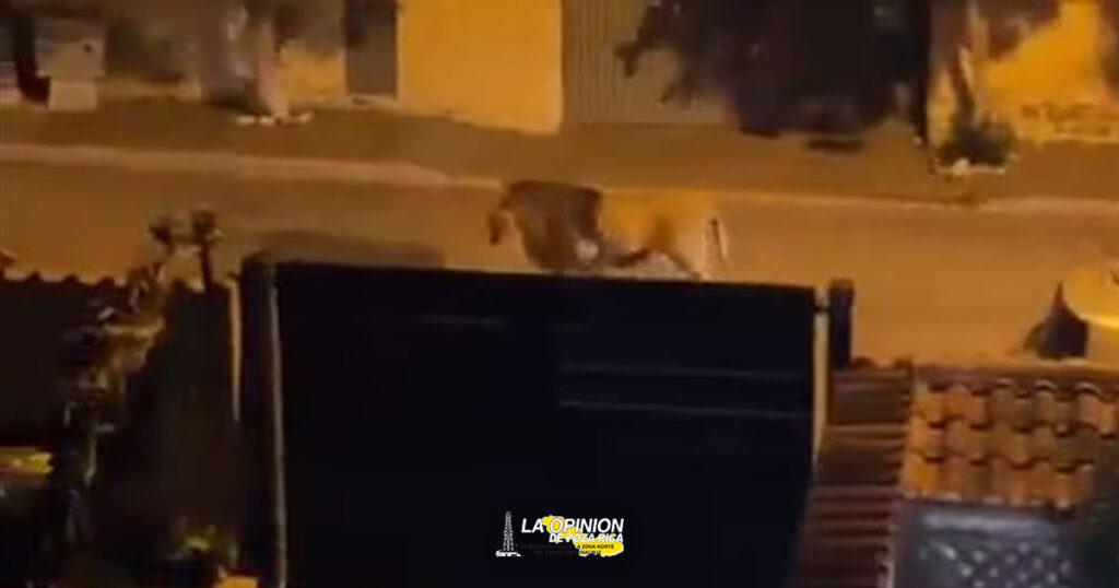 León escapa de un circo en Italia; ya lo capturaron