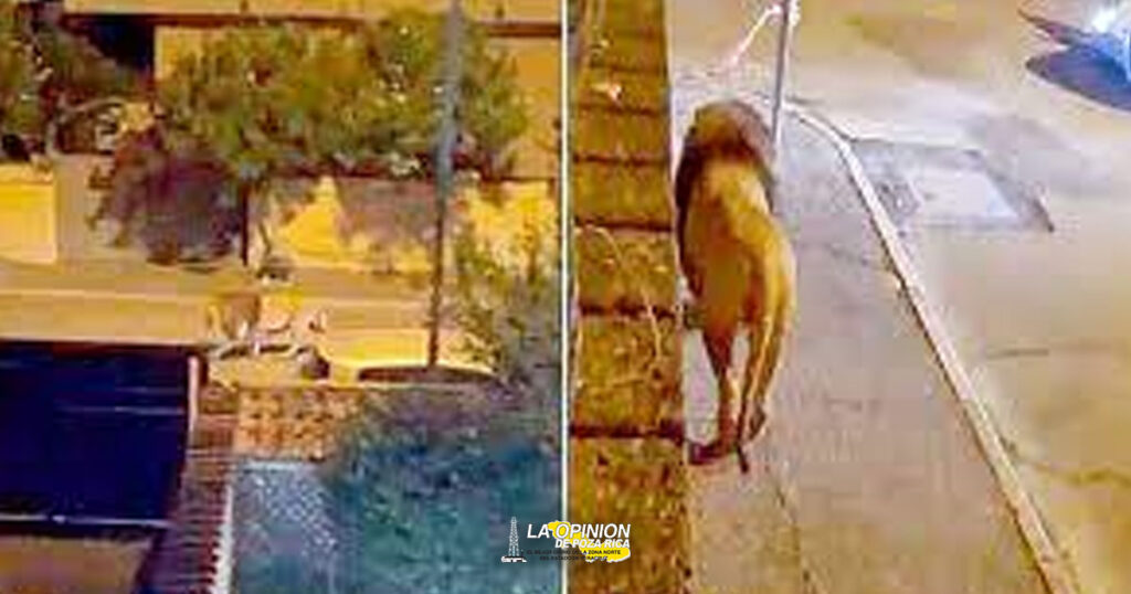 León escapa de un circo en Italia; ya lo capturaron