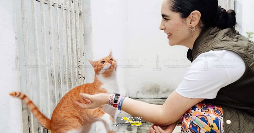 Lunes y martes esterilización gratuita de gatos en el CS Animal
