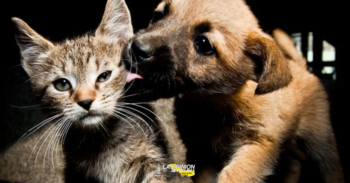 Tener mascotas, el camino a una vida más saludable