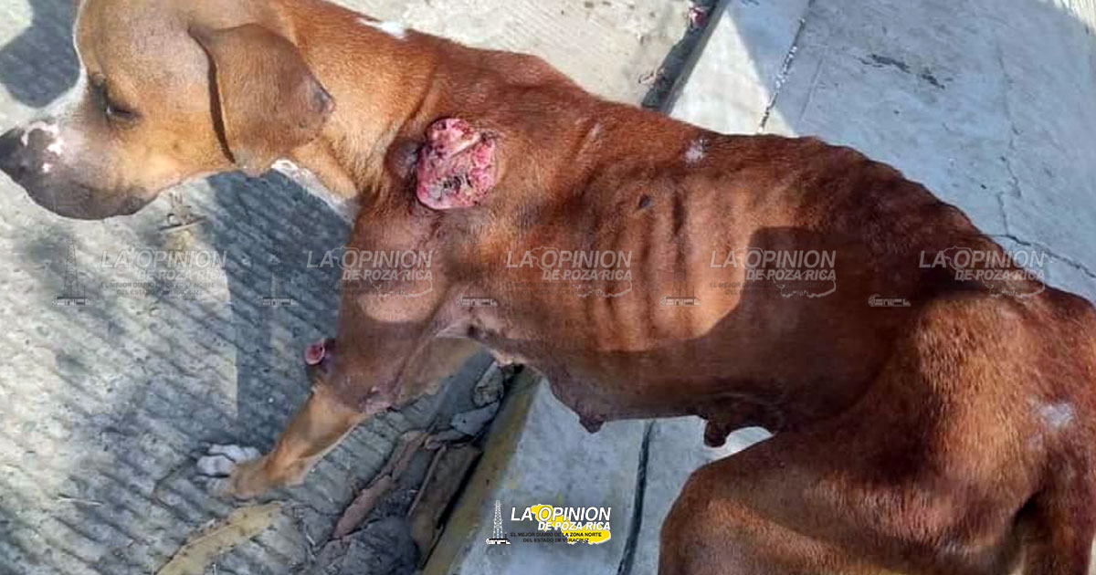 Perra con TVT pone en riesgo salud de otros animales