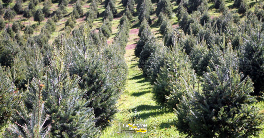 Adquisición de pinos de manera legal y sustentable; realizan primer corte en Las Vigas