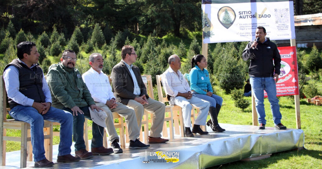 Adquisición de pinos de manera legal y sustentable; realizan primer corte en Las Vigas