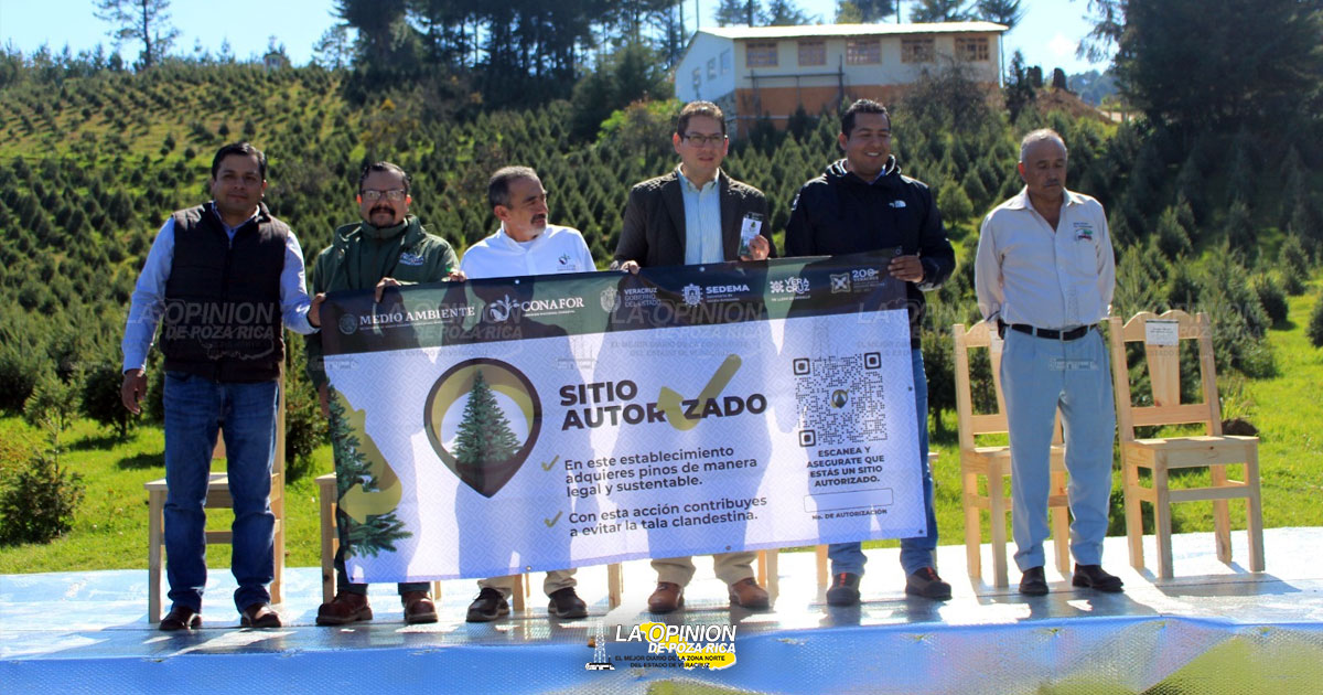 Adquisición de pinos de manera legal y sustentable; realizan primer corte en Las Vigas